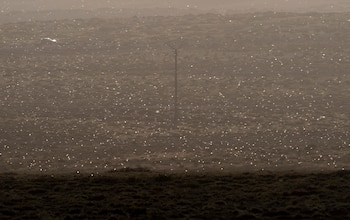 Cientos de ejemplares de langosta