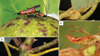 Múltiples imágenes de primer plano muestran al insecto Monalonion velezangeli en diferentes etapas sobre tallos y frutos de palto con daños