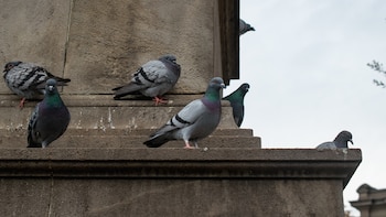 Los vecinos denuncian que las palomas se están comiendo el patrimonio: sus picoteos y excrementos ponen en peligro los monumentos