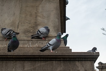 Un grupo de seis palomas se posan en el alféizar de un edificio que parece histórico o antiguo
