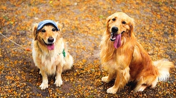 Ilustración acuarelada de dos Golden Retrievers. Uno con gorra azul, ambos con lengua fuera, sobre un suelo de hojas otoñales en tonos cálidos.