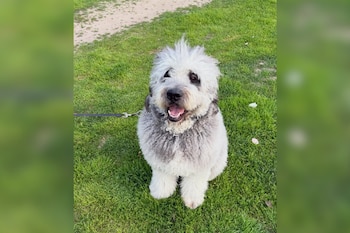 Un perro grande y lanudo de color gris y blanco se sienta en la hierba verde con una correa, mirando a la cámara con la boca abierta
