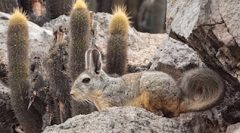 Una vizcacha de pelaje gris se encuentra sobre rocas junto a varios cactus con espinas amarillas