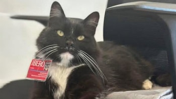 Nacho Stevens, el carismático gato