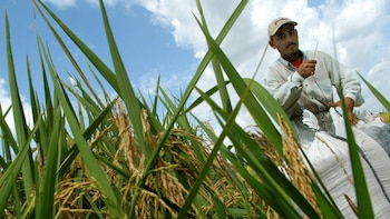 Baja rentabilidad frena la incorporación de jóvenes a la agricultura en El Salvador