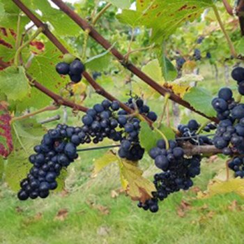 Según la nueva Mesa, en