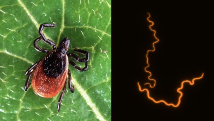 Una garrapata del ciervo (izquierda), una de las especies de garrapata que transmite la bacteria causante de la enfermedad de Lyme(derecha)/Archivo Virginia Tech / Brandon Jutras