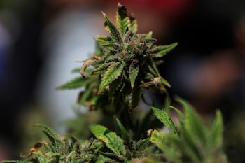 Planta de marihuana. (REUTERS/Shannon Stapleton)