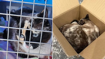 Galena: De paquete perdido a