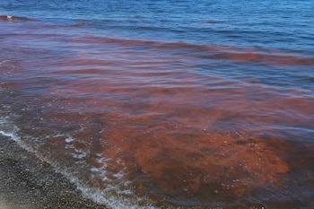 Agua de mar en la orilla con zonas de color rojo y marrón junto a sectores azules y suave espuma blanca.