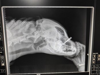 Miguel Ángel Molina fue imputado