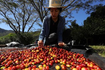 La productora de café Linda Pérez selecciona granos en su finca en la aldea Chusmuy, el 9 de enero de 2024, en el municipio de Márcala, en el departamento de La Paz (Honduras). EFE/ Gustavo Amador