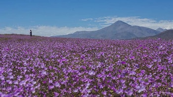 El desierto florido en Chile registrará su punto máximo este fin de semana