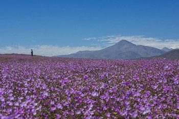 Campo de flores moradas con una persona a lo lejos y montañas al fondo bajo un cielo azul con nubes claras