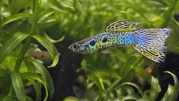 Ejemplar de guppy. (Wikimedia Commons)