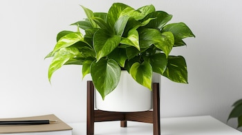 La hidroponía permite cultivar plantas