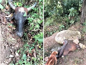 Reses descuartizadas, dicen los vecinos,