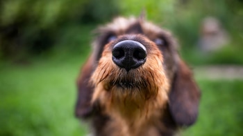La epistaxis afecta de manera predominante a perros mayores de seis años, de razas grandes y a ejemplares machos, aunque ningún animal está exento
