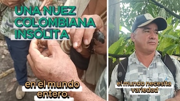 Video | La nuez colombiana