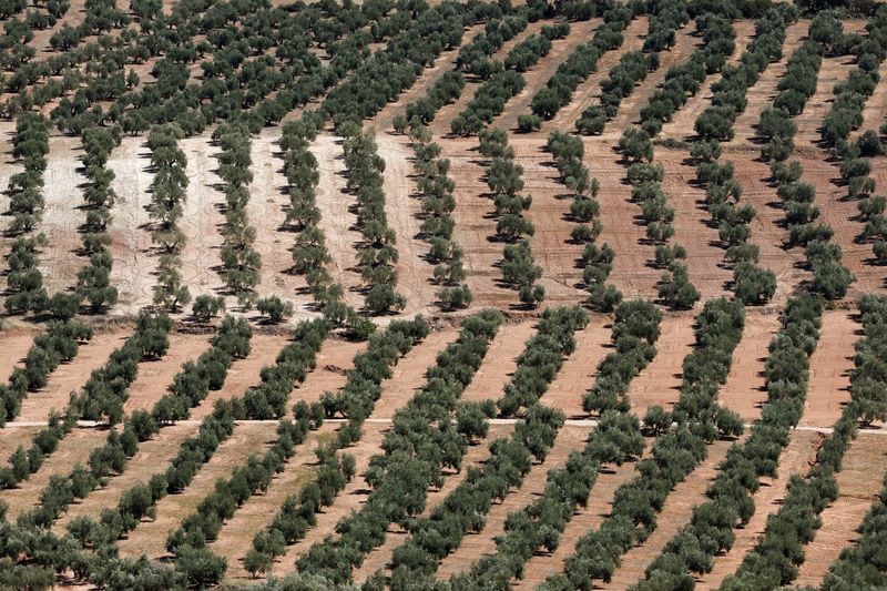 Olivares en Chiclana de Segura, cerca de Jaén. REUTERS/Jon Nazca/Foto de archivo