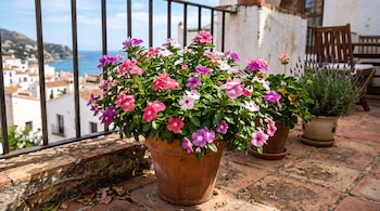 Una maceta de arcilla con flores de vincas rosadas y moradas en una terraza junto a una barandilla, con el mar al fondo.