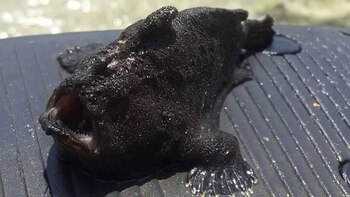 El misterioso pez que los