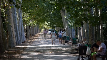 Estos son los cinco árboles que pueden ayudar a combatir el calor extremo en las ciudades: hasta 3,5 grados menos