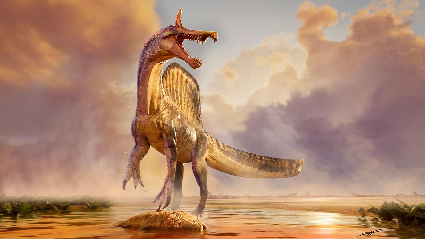 El hallazgo de un fósil de dinosaurio en el Sahara genera comparaciones con los dragones de la mitología y la ficción
Crédito: The University of Chicago