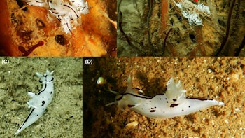 Descubren en Huarmey un molusco