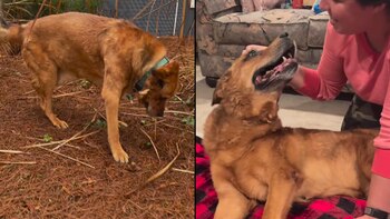 Jake fue abandonado por su