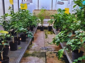 Por primera realizaron un ensayo