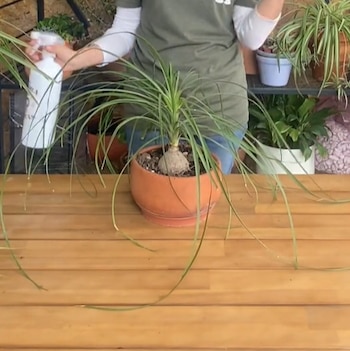 (TikTok: @plantas.house)