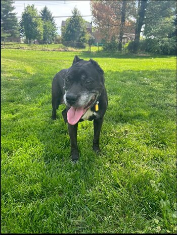 Davidson y su prometido fueron