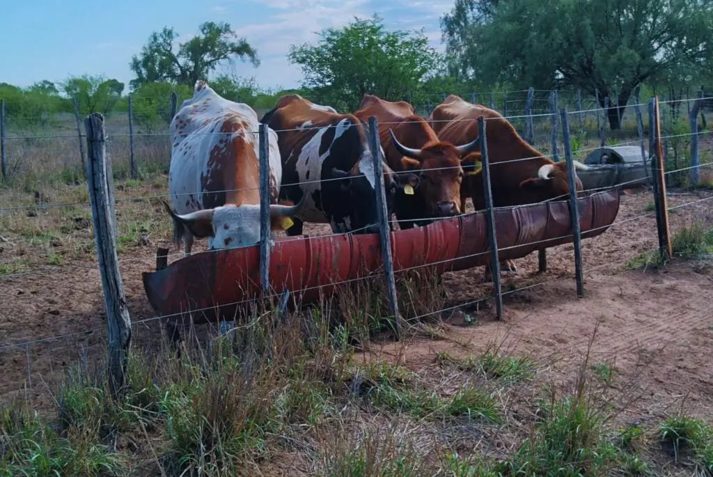 El INTA propone técnicas innovadoras para mitigar los efectos de la sequía en la producción bovina en los Llanos de La Rioja (inta)