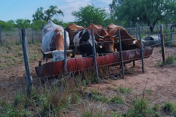 La tuberculosis bovina es una
