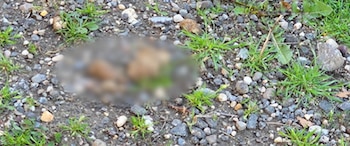 Primer plano del suelo con tierra, piedras pequeñas y hierba verde, con excremento de perro borroso en el centro