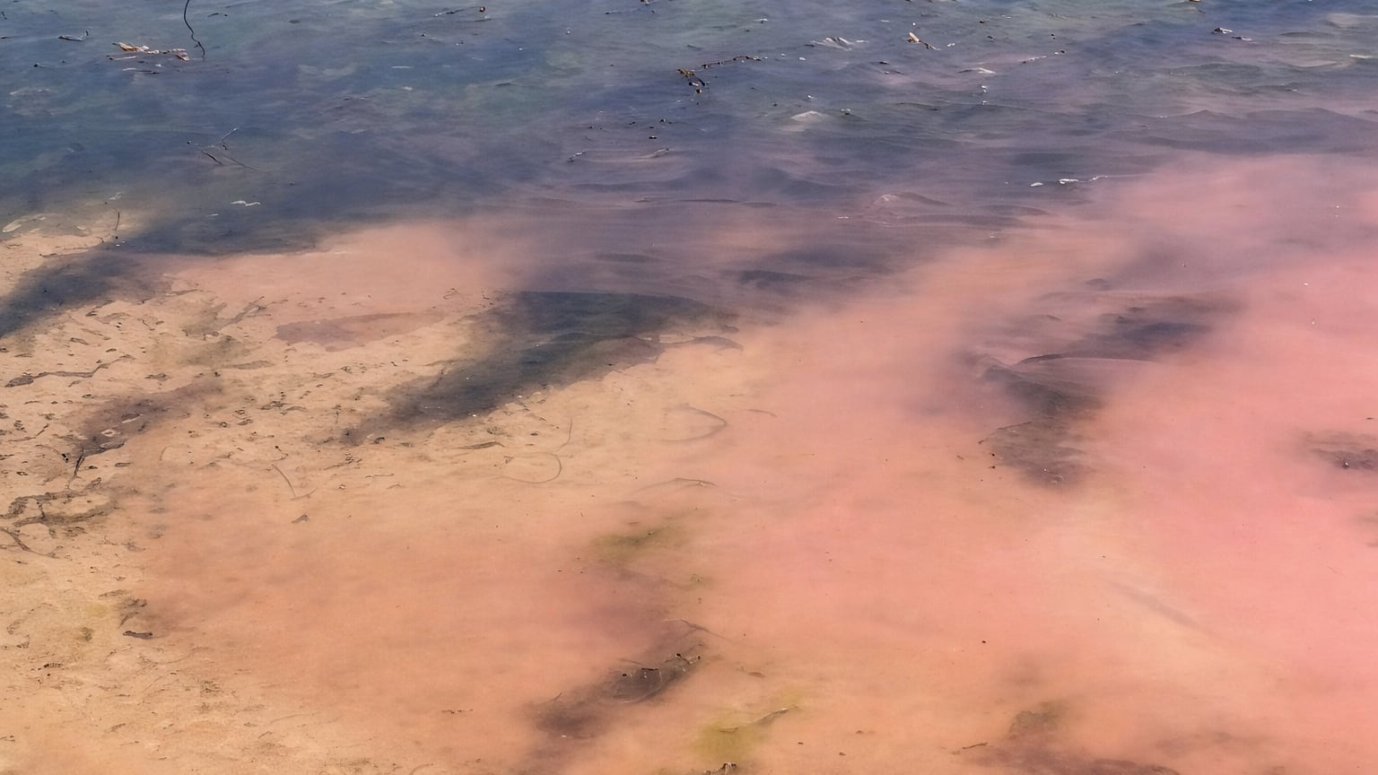Expertos consideran que las floraciones de dinoflagelados ponen en riesgo la sustentabilidad pesquera y refuerzan la incertidumbre ecológica en la región (captura de video)
