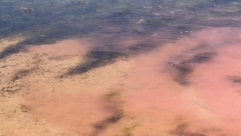 Expertos consideran que las floraciones