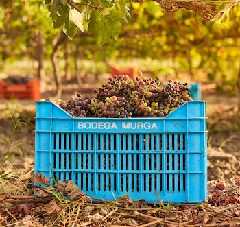 El reconocimiento fortalece la visibilidad de la vitivinicultura peruana en un mercado regional dominado por Argentina, Chile y Uruguay. Difusión
