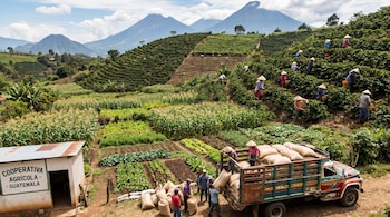 Vista aérea de un campo agrícola en Guatemala con agricultores cosechando café en laderas, otros cargando sacos en un camión y diversos cultivos, con volcanes de fondo.