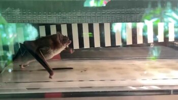 Giulia Rossi lidera el estudio