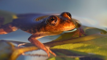 La exportación regulada de animales