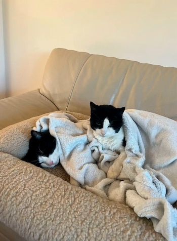 La historia de una gata