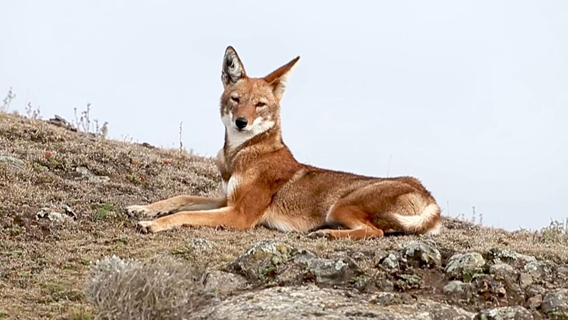 Menos de cuatrocientos ejemplares adultos de lobo etíope sobreviven en las zonas montañosas de Etiopía (@animalogices)