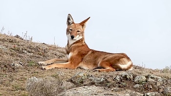 Un lobo etíope de pelaje rojizo y blanco recostado sobre un suelo de rocas y pasto seco ante un cielo despejado