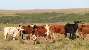 Autoridades no Uruguai alertam para