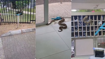 El caso generó reacciones diversas en redes sociales, desde el asombro hasta el humor ante la inesperada visita del reptil - crédito @EltrinoCo / X