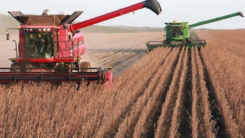 Cuál fue el sector clave