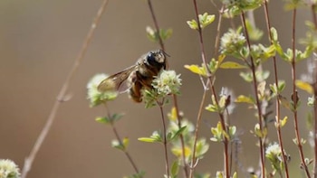 Descubren unos fósiles que confirman