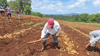Honduras apuesta por la experiencia brasileña para transformar su producción agropecuaria